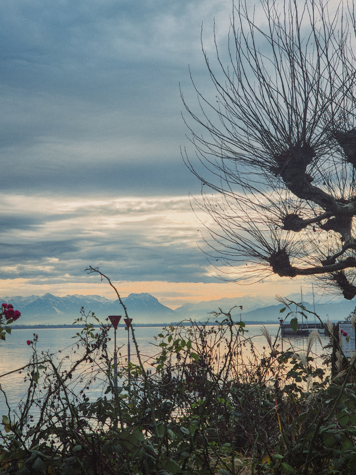 Lake Constance in winter, framed by bare branches and the faint outline of the Alps disappearing into the clouds.